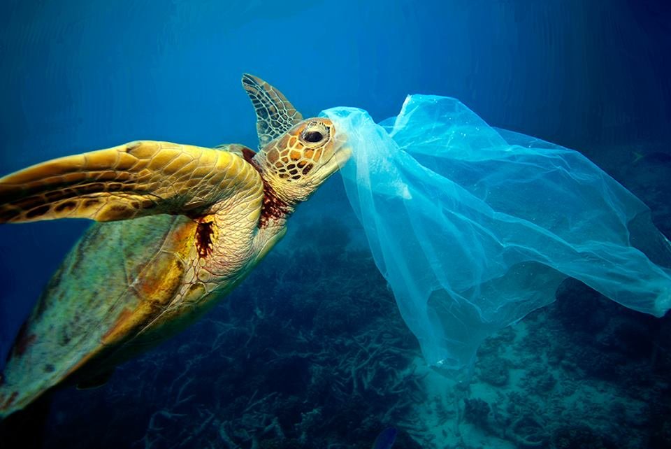 “Un planeta sin plásticos”, campaña 2018 ONU para Día del Medio Ambiente